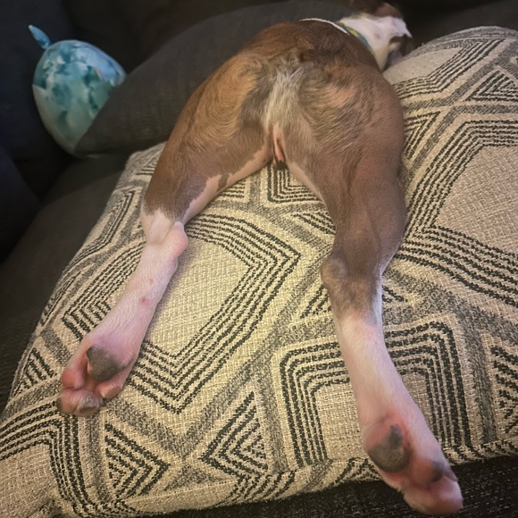 Meet your Posher, Parker - Picture 1 of 1